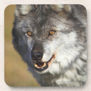 Wolf (Canis Lupus) Coaster