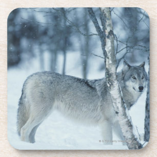 Wolf (Canis lupus) during Winter Coaster