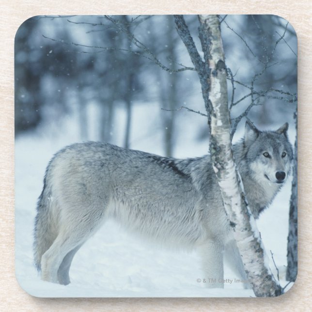 Wolf (Canis lupus) during Winter Coaster (Front)
