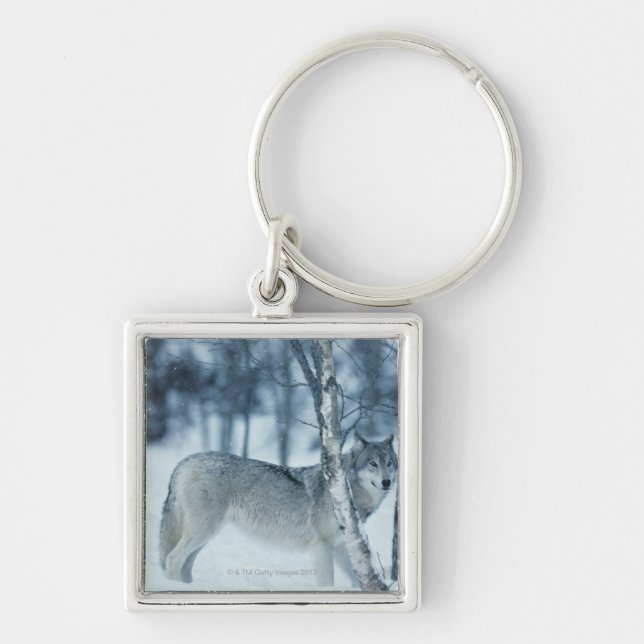 Wolf (Canis lupus) during Winter Keychain (Front)