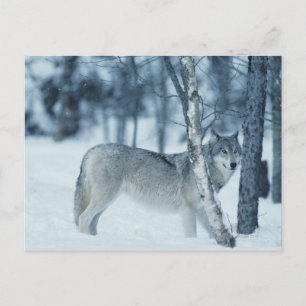 Wolf (Canis lupus) during Winter Postcard