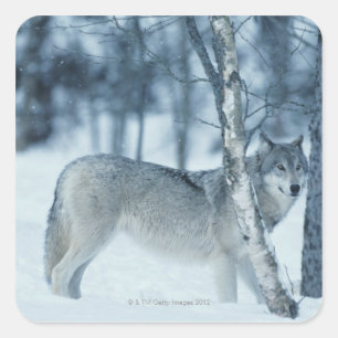 Wolf (Canis lupus) during Winter Square Sticker