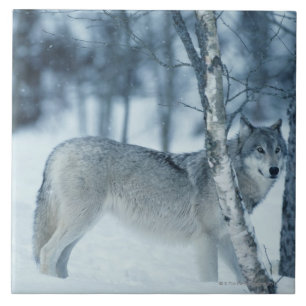 Wolf (Canis lupus) during Winter Tile