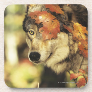 Wolf (Canis lupus), headshot, with Autumn colour, Coaster