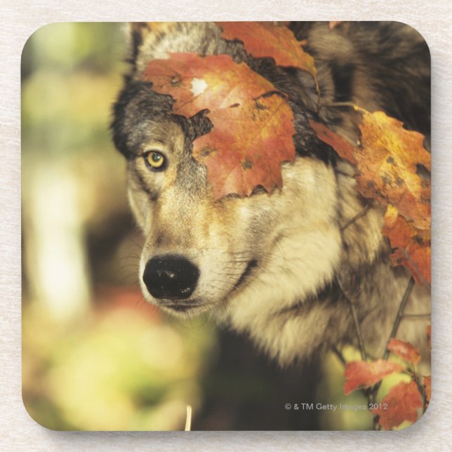 Wolf (Canis lupus), headshot, with Autumn colour, Coaster (Front)
