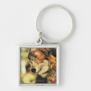 Wolf (Canis lupus), headshot, with Autumn colour, Keychain