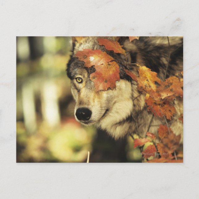 Wolf (Canis lupus), headshot, with Autumn colour, Postcard (Front)