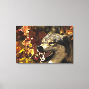 Wolf (Canis lupus) snarling, headshot, with Canvas Print