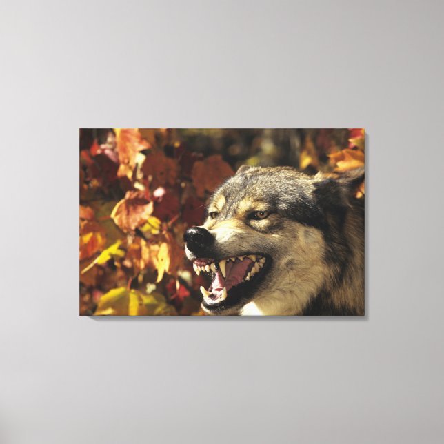 Wolf (Canis lupus) snarling, headshot, with Canvas Print (Front)