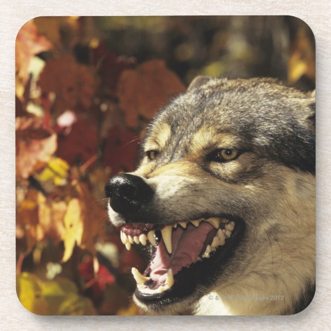 Wolf (Canis lupus) snarling, headshot, with Coaster (Front)