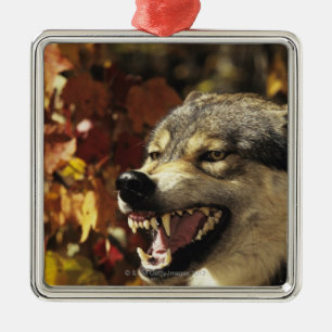 Wolf (Canis lupus) snarling, headshot, with Metal Ornament
