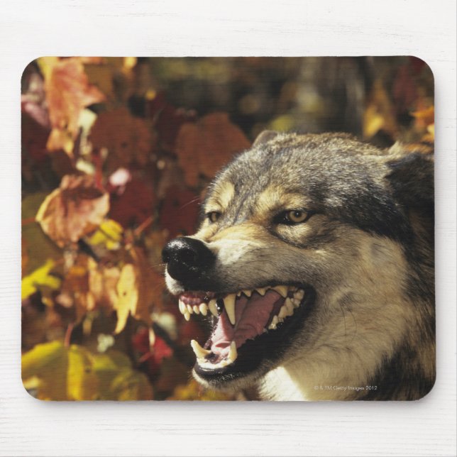 Wolf (Canis lupus) snarling, headshot, with Mouse Pad (Front)