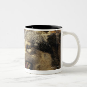 Wolf (Canis lupus) snarling, headshot, with Two-Tone Coffee Mug