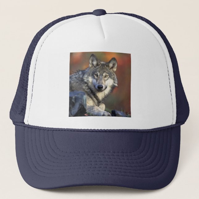 Wolf Casquette de la sagesse (Devant)