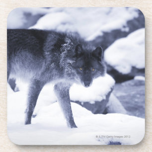 Wolf Coaster