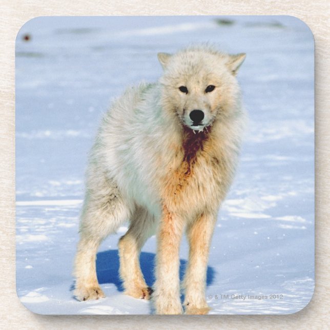 Wolf Coaster (Front)