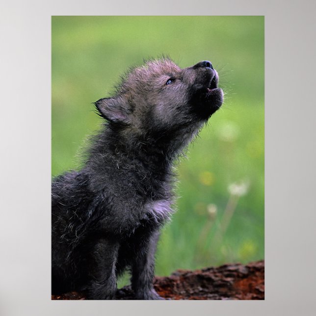 Wolf Cub Howling Poster (Front)