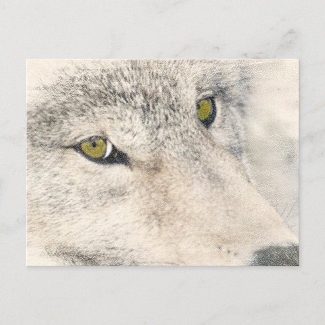 Wolf Eyes Postcard (Front)