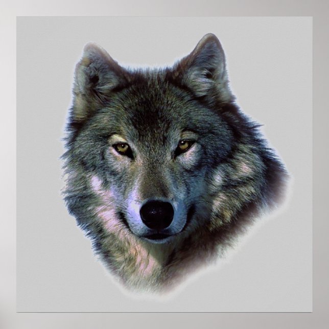 Wolf Eyes Poster Print (Front)