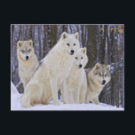 Wolf Family Postcard<br><div class="desc">This product with a family of white wolves is ideal for a gift.</div>
