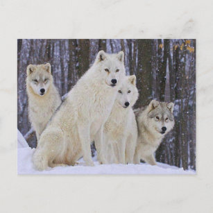 Wolf Family Postcard
