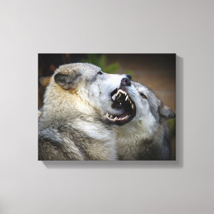 Wolf Fight Canvas Print