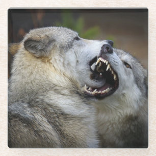 Wolf Fight Glass Coaster