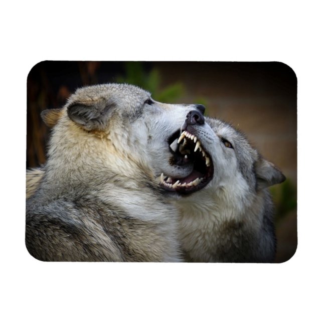 Wolf Fight Magnet (Horizontal)