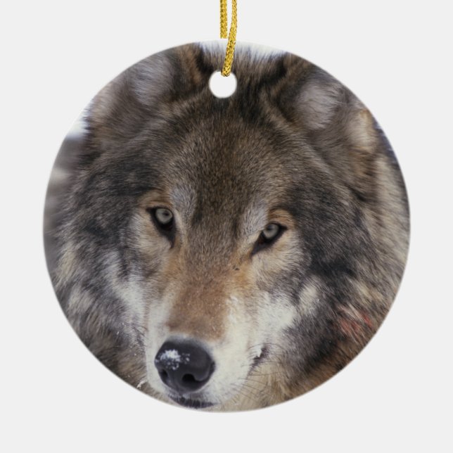 Wolf Gaze Ornament (Front)