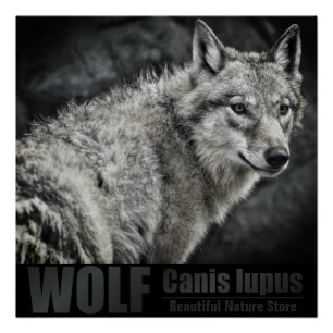 WOLF:Glossy Poster