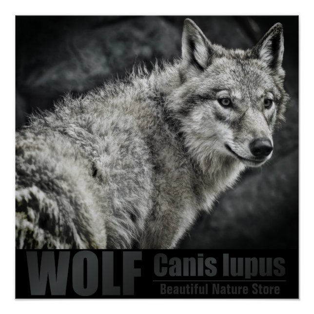 WOLF：Glossy Poster (Devant)