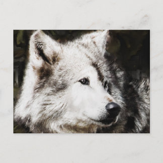 wolf head study postcard