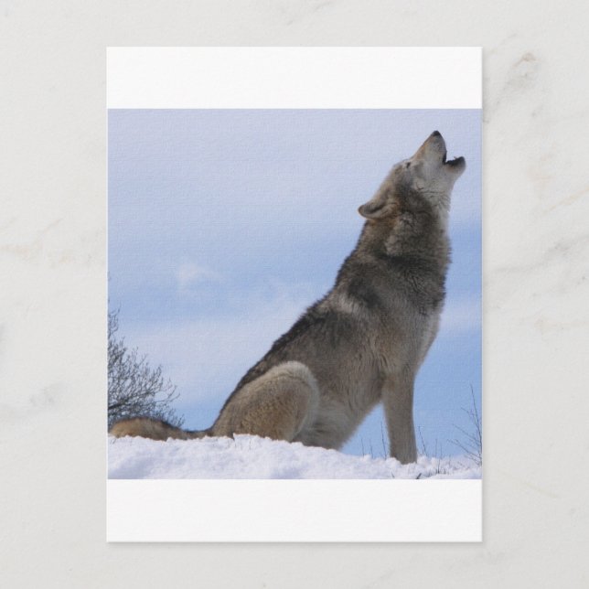 Wolf Howl Postcard (Front)