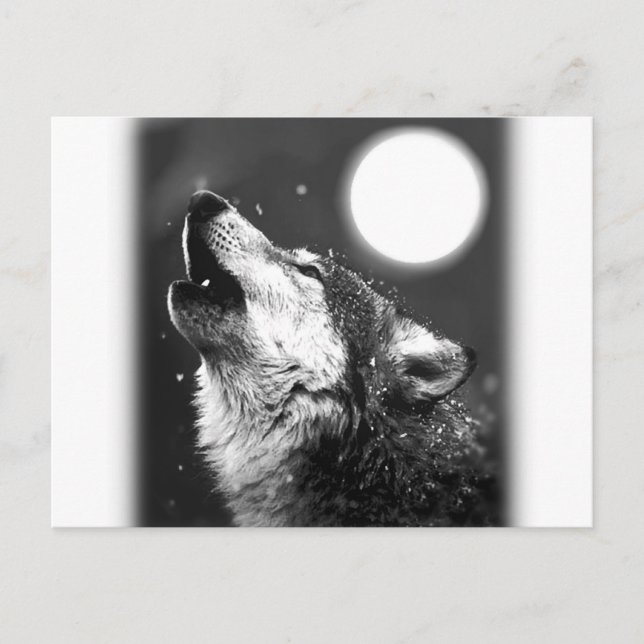 Wolf Howling at Moon Postcard (Front)