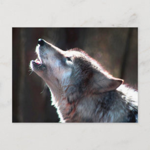 Wolf Howling Lone Wolf Postcard