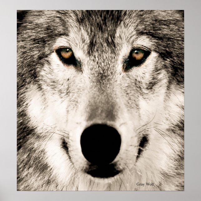 Wolf image for Poster (Front)