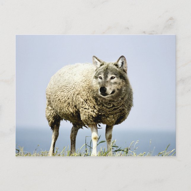 Wolf in Sheep Clothing Postcard (Front)