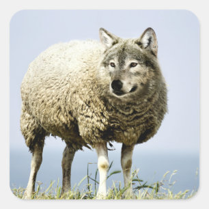 Wolf in Sheep Clothing Square Sticker