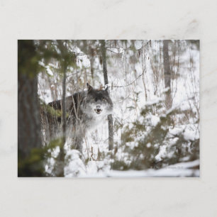 Wolf In The Forest In Winter Postcard
