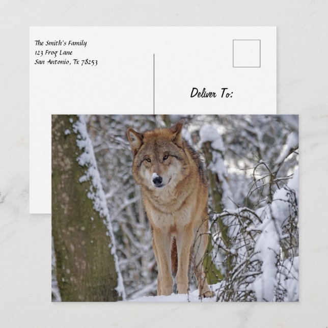Wolf in the snow postcard (Front/Back)