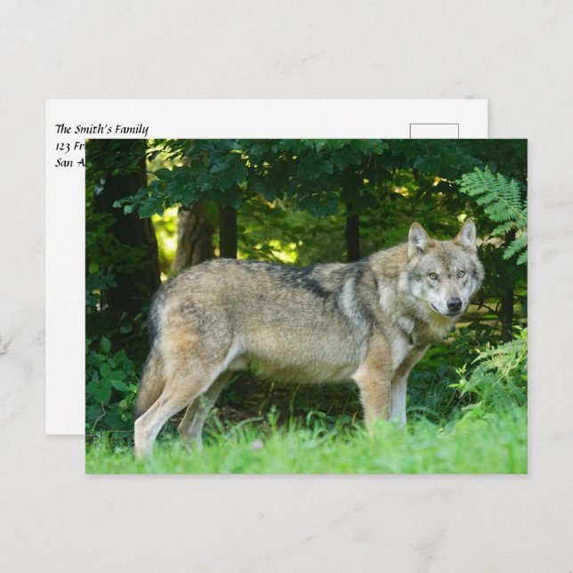 Wolf in the woods postcard (Front/Back)