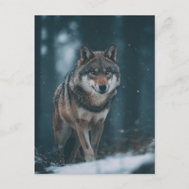 Wolf in Winter Postcard (Front)