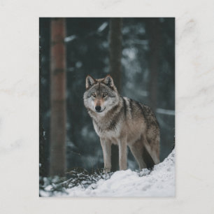 Wolf in Winter Postcard