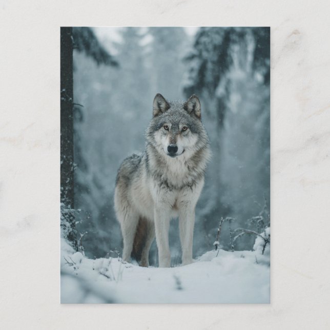Wolf in Winter Postcard (Front)
