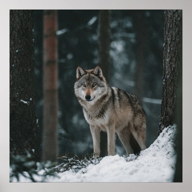 Wolf in Winter Poster (Front)