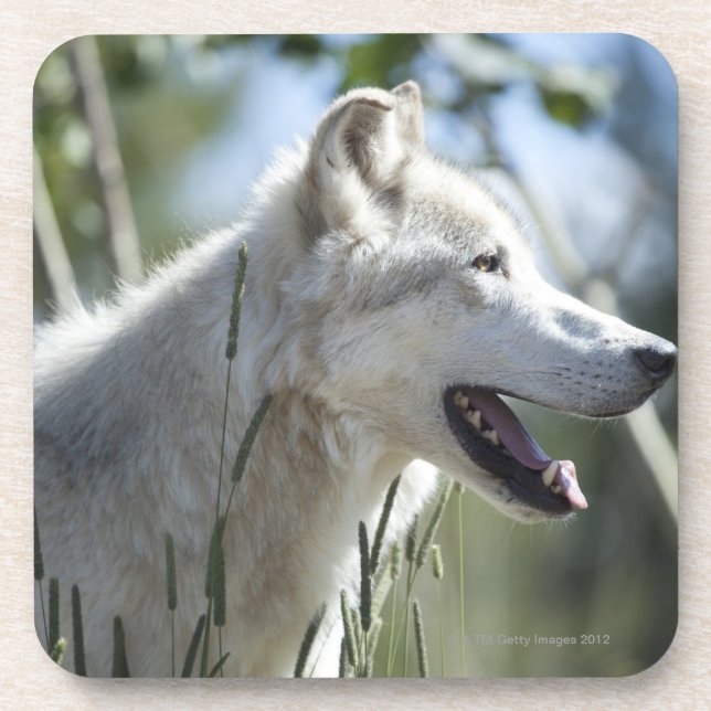 Wolf in Yellowstone. Coaster (Front)