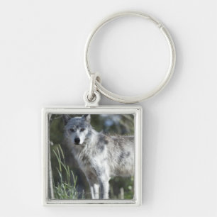 Wolf in Yellowstone Keychain
