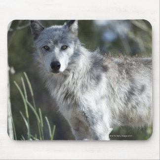 Wolf in Yellowstone Mouse Pad