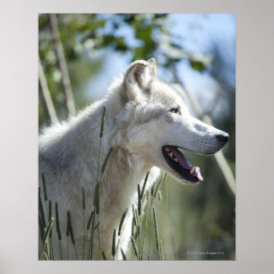 Wolf in Yellowstone. Poster