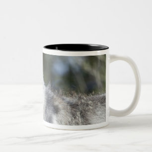Wolf in Yellowstone Two-Tone Coffee Mug